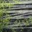 Moving Forest rug